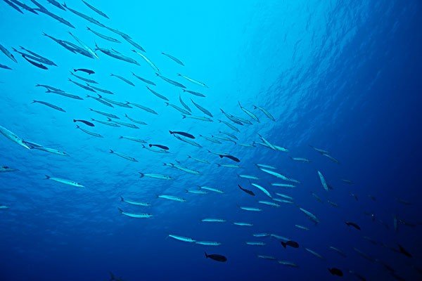 最深的大海有多深?海底深处又会有什么呢?