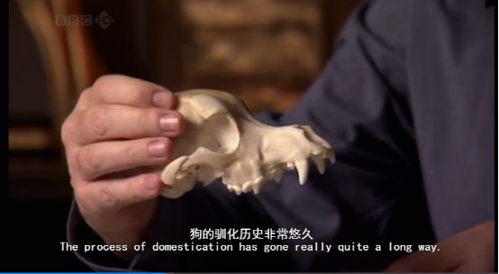 关于狗的动画片