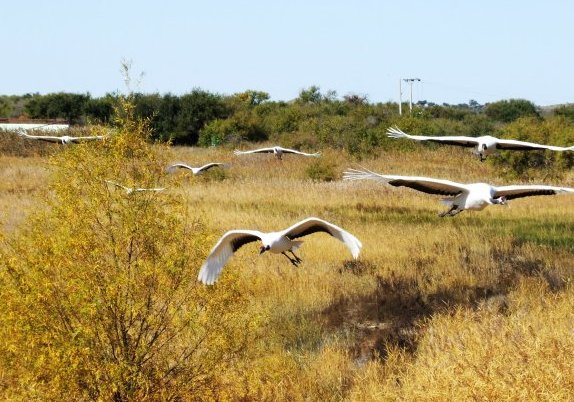 “查干湖景区”有什么好玩的?