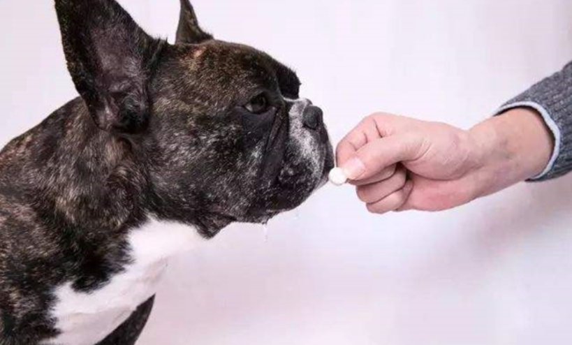 怎么给狗狗吃驱虫药啊？