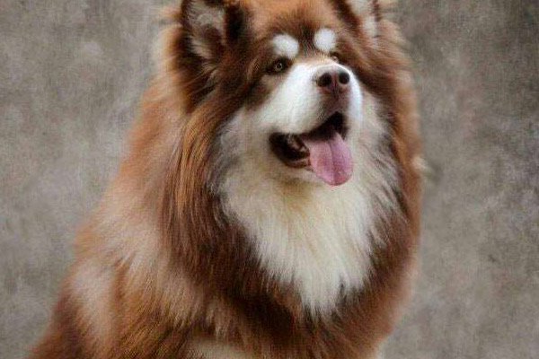 养狼的人很少被咬，而养混血狼的基本都被咬过，为什么？