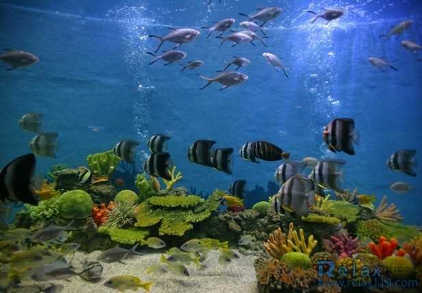 合肥汉海极地海洋世界的景色