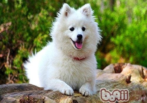 日本狐狸犬是什么品种？