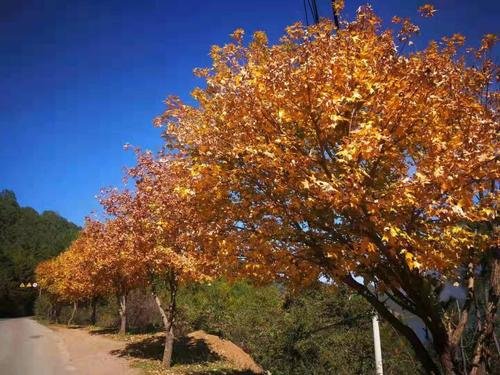 萃枫苷是什么植物？有图片吗？