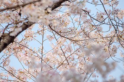 新冠肺炎在日本开始流行,这会对日本哪些行业造成重创?