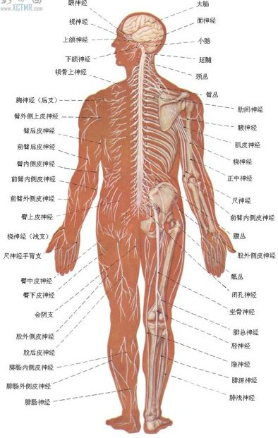 人体九大系统的神经系统