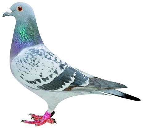 信鸽脚环号码怎么查？怎样查询主人信息？