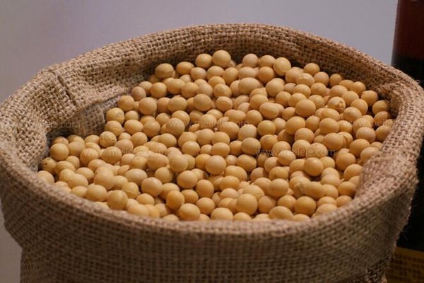 黄豆种子生长过程图片?