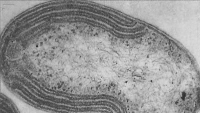 请问鱼缸内有了硝化细菌以后多长时间补一次硝化细菌？