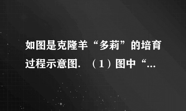 如图是克隆羊“多莉”的培育过程示意图．（1）图中“多莉”的培育成功运用了______、______和______技术