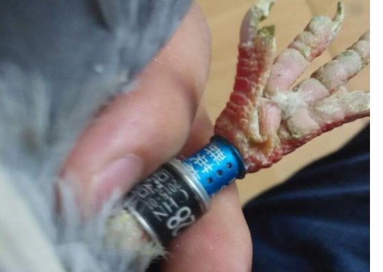 鸽子脚环号查询