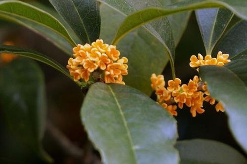 桂花哪个品种好一些？