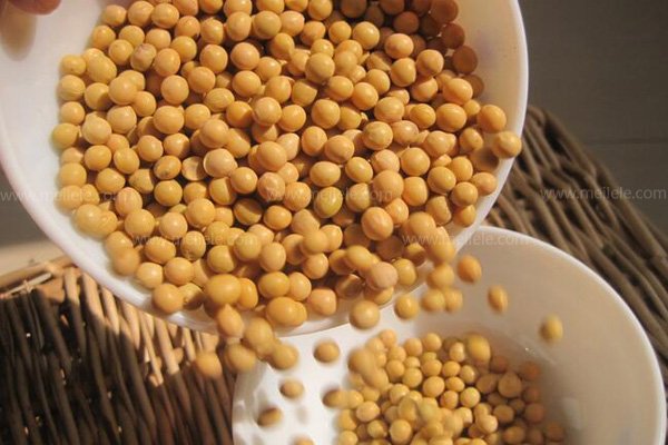 黄豆种子生长过程图片？