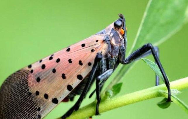 花大姐是什么昆虫？