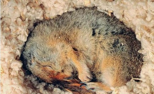 冬眠的动物 附图片