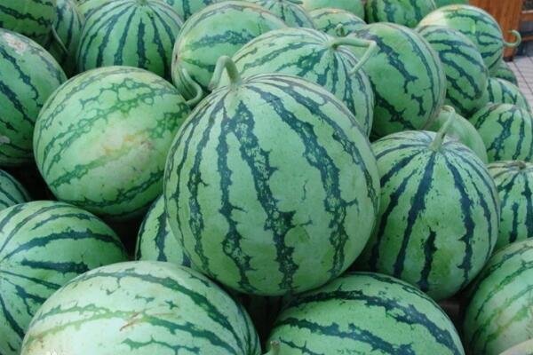 8424西瓜已大量上市上热搜，8424西瓜与普通西瓜有什么区别？