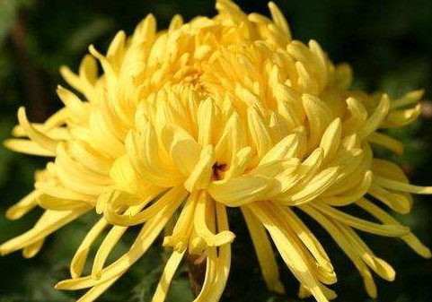 耐寒花卉有哪些