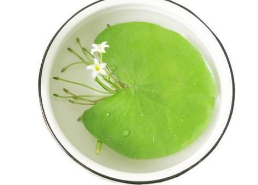 一叶莲繁殖出的小叶子怎么养?