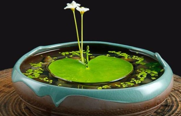 一叶莲繁殖出的小叶子怎么养?