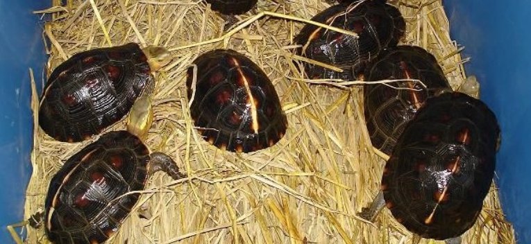 乌龟冬眠沙子里要放水吗