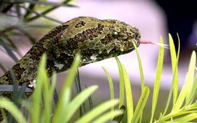 只属于中国本土的珍稀野生动物