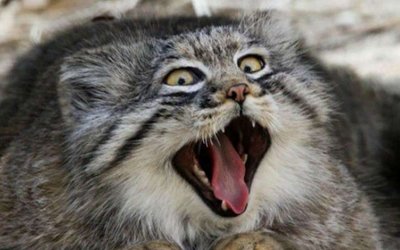 只属于中国本土的珍稀野生动物