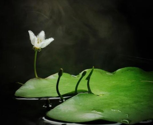 一叶莲繁殖出的小叶子怎么养?