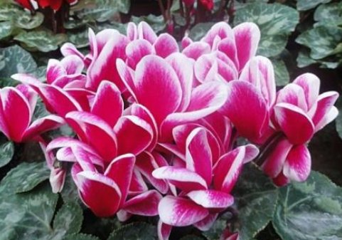 耐寒花卉有哪些