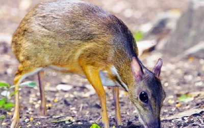 只属于中国本土的珍稀野生动物