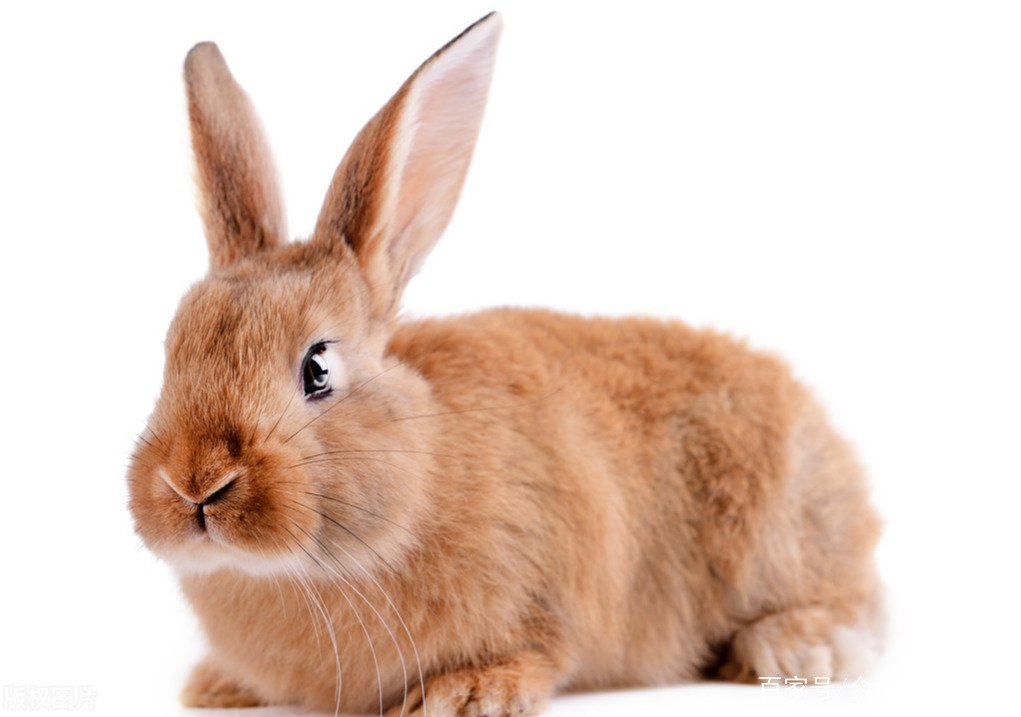 长耳定光仙是通天教主随侍七仙之一为什么在关键时刻当了叛徒呢？