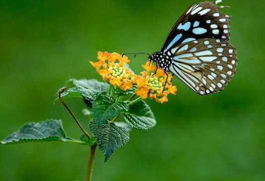 蝴蝶的生活习性