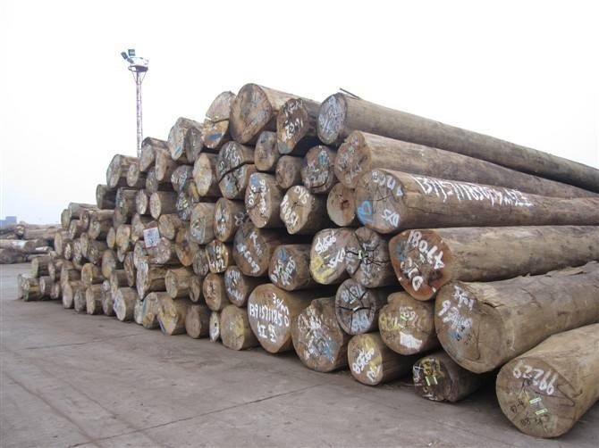 木头云-白坚木是什么木材？