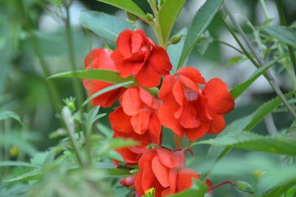 凤仙花种子怎么种植的方法