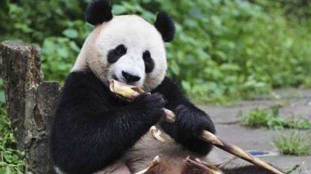 大熊猫吃竹子的时候是怎么样的？
