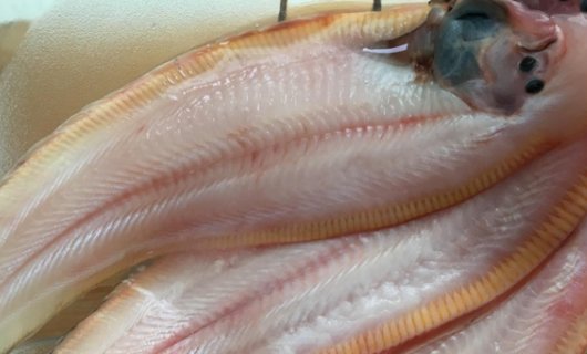 龙舌鱼长什么样子？