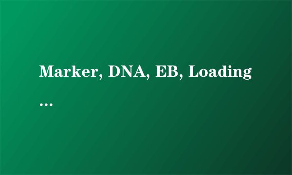 Marker, DNA, EB, Loading buffer作用