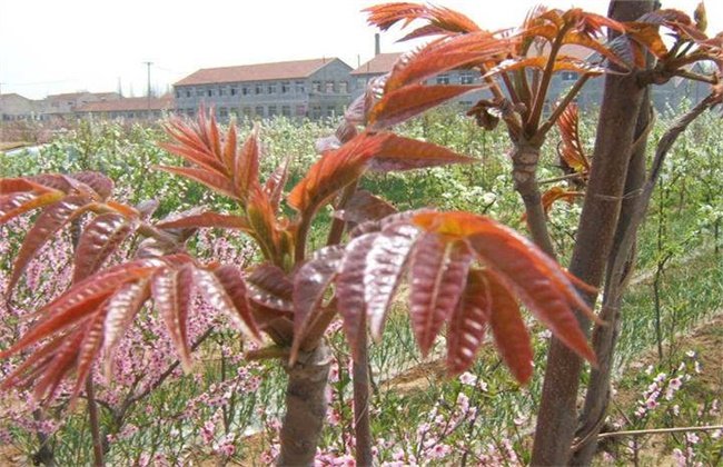 香椿种植技术