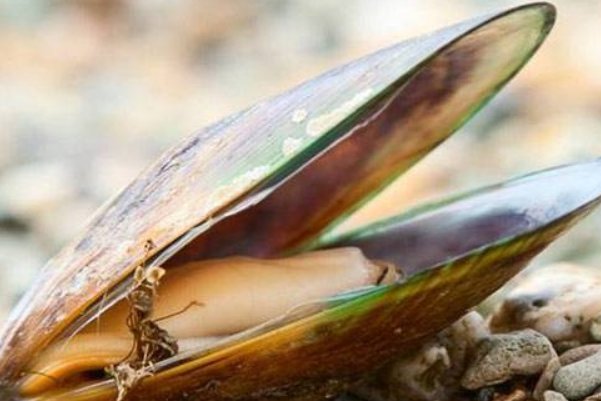 青口贝怎么清洗，青口贝的清洗方法