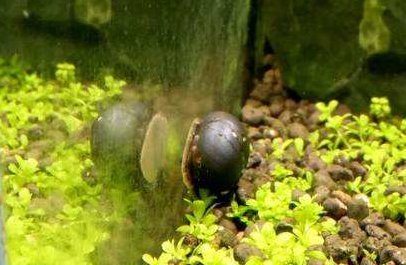 黑金刚螺的养殖方法