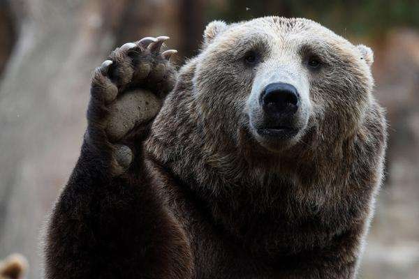 科迪亚克岛棕熊是最大的熊类吗？有比它更大的熊吗？