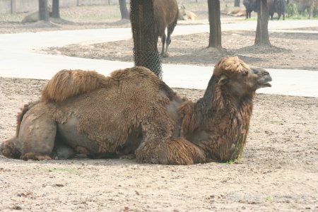哪个动物有9个胃