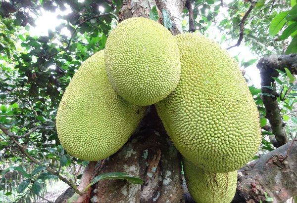 菠萝蜜为什么要切个口涂上石灰