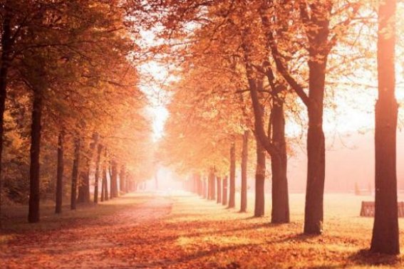 芬芳人间打一生肖是什么动物