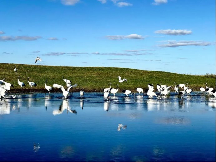 我国的仙鹤之乡是哪里