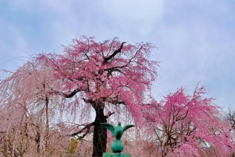 用我的手指乱扰吧樱花未增删翻译中文翻译