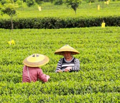 你知道结束“贵州茶叶没有中国驰名商标”历史的茶是什么吗?