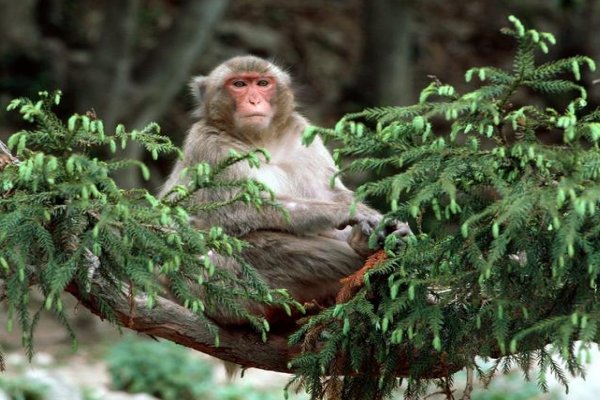 不古不今打一正确动物生肖