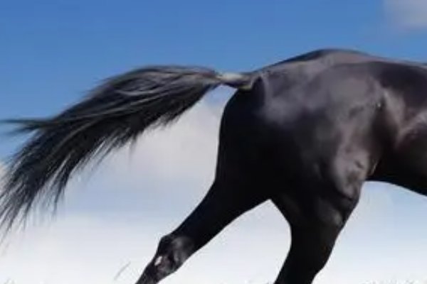 大笔一挥是什么生肖答案解释落实