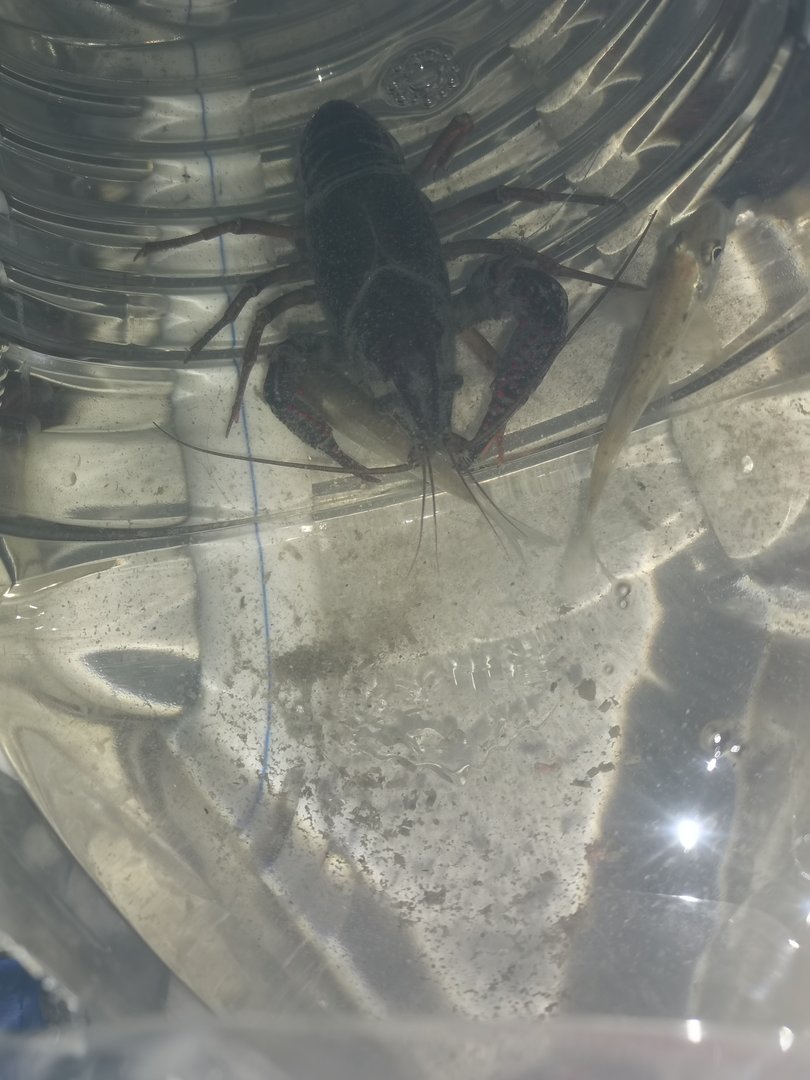 女生为什么喜欢戴蝴蝶结？