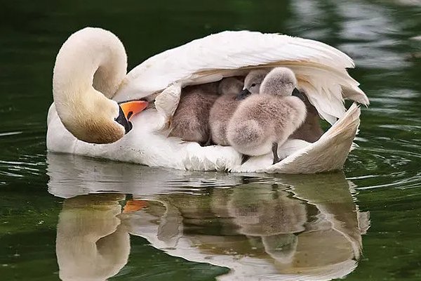 哺育拼音和意思